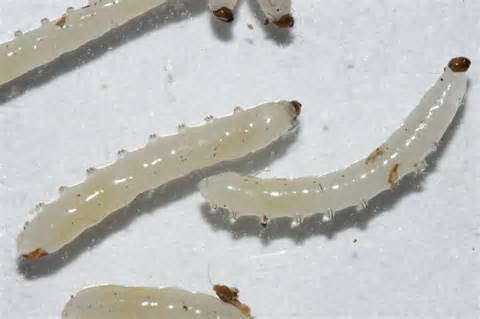 gnat-larvae-pbase
